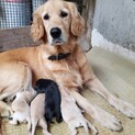 ☆応募多数のため、一旦募集を止めます　　パピー募集