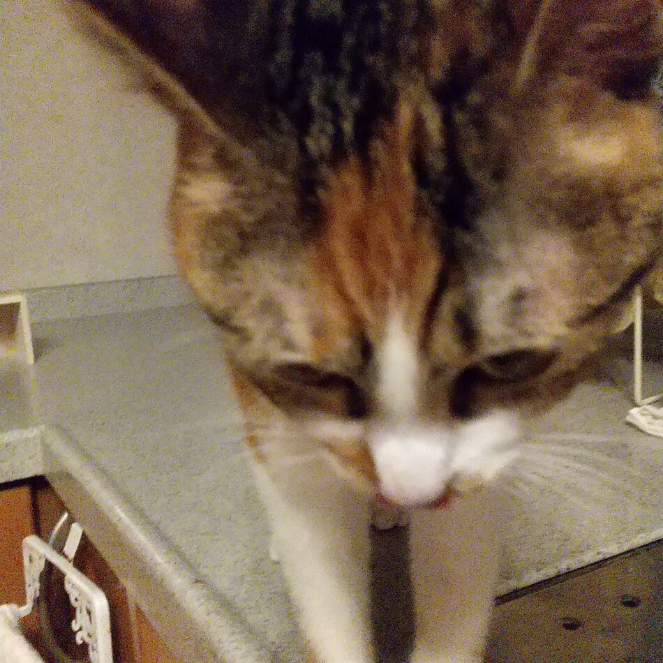 ニャンチのカバー写真