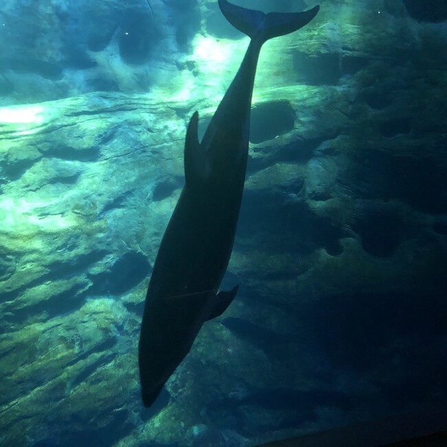 マグダラのカバー写真