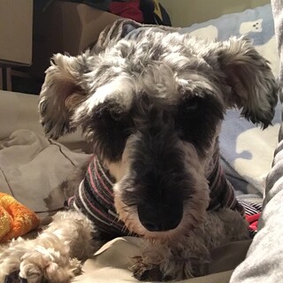 とにかく人大好きな「ザラメ」ちゃん