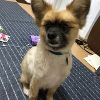 デール
