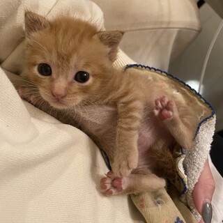 生後3週間☆子猫ちゃん☆オスです^^*