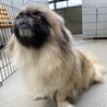 5歳のペキニーズ女の子 サムネイル2