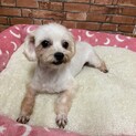 マルチーズ　ハナちゃん　里親募集