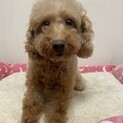 トイプードル　エルサちゃん　里親募集