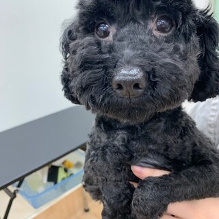 ちょっとお転婆娘？！推定７才ネロちゃん