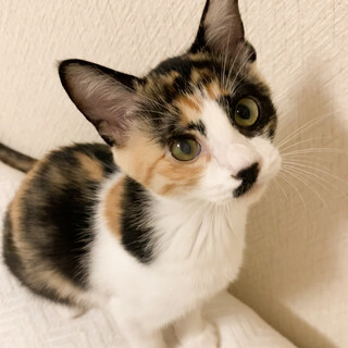 募集停止　正統派三毛の女の子☆ミケ