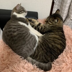 ねんねこ