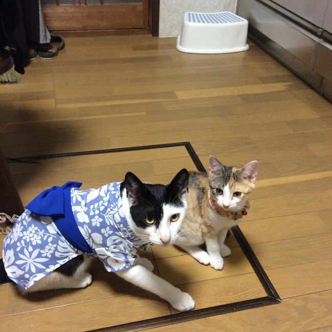 Takemaru106のカバー写真