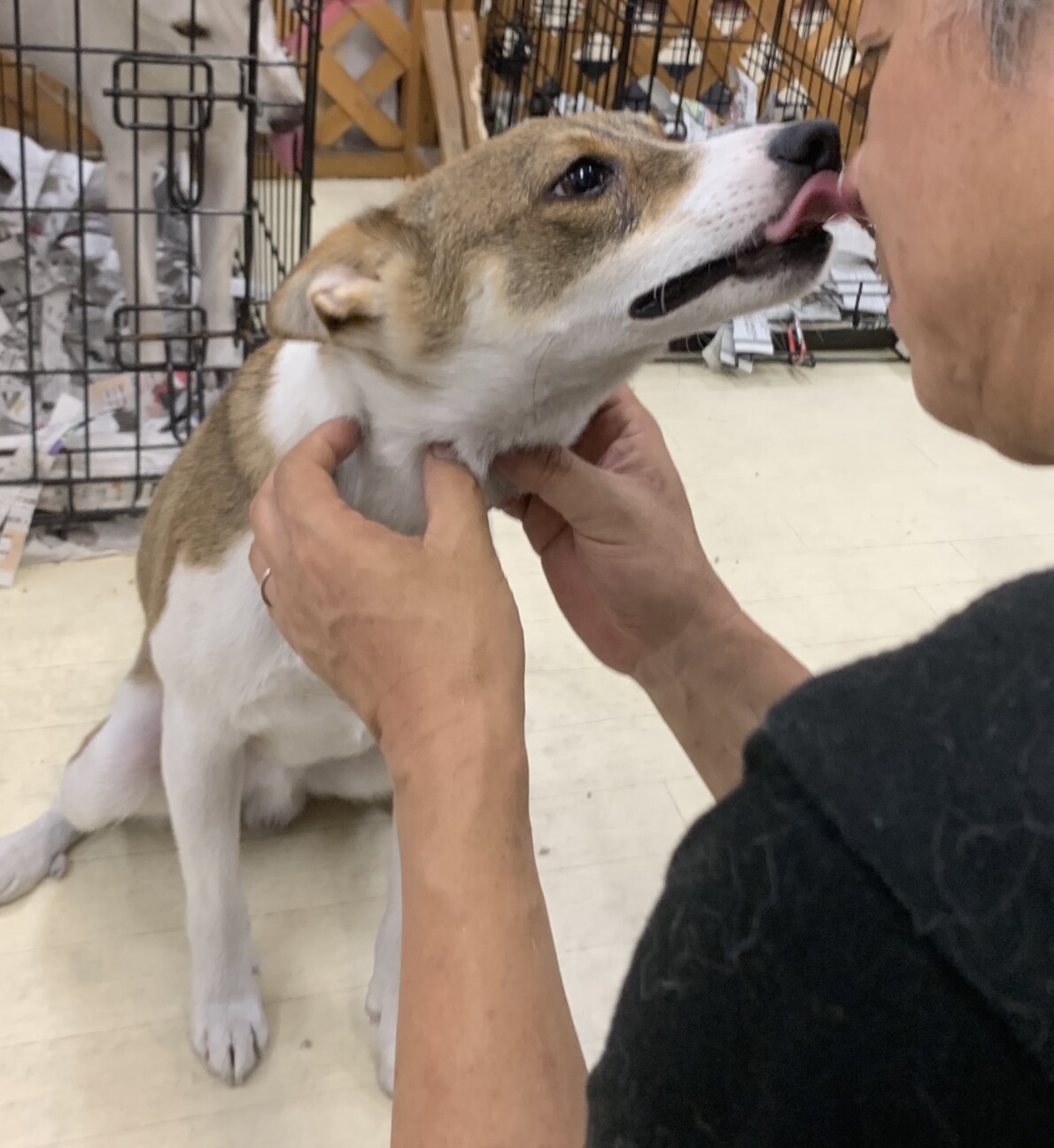 蘭丸 1歳半 神奈川県 犬の里親募集 ペットのおうち 月間利用者150万人