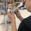 【蘭丸】♂ 1歳半(2021年7月現在)