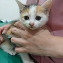 ❤︎垂れ目の三毛猫❤︎キャトル❤︎