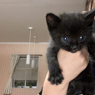 子猫を保護しました。里親急募致します。