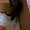 子猫を保護しました。里親急募致します。 サムネイル2
