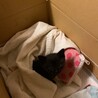 子猫を保護しました。里親急募致します。 サムネイル3