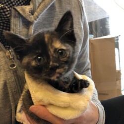 里親募集中　サビ猫ちゃんの近況