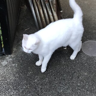 里親になってください！