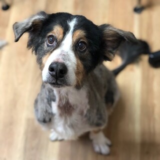 食欲旺盛！食いしん坊なハニーちゃん☆