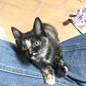 人なつっこいサビ　生後約９週