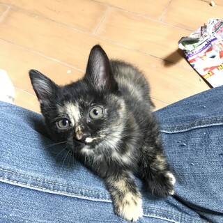 人なつっこいサビ　生後約９週