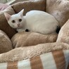 もふもふは正義