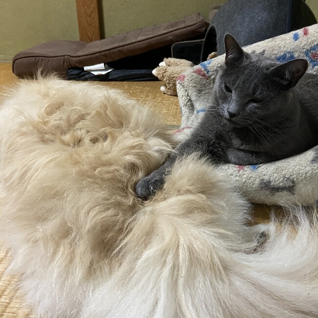 おゆき1のカバー写真