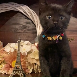 縁のある日に保護された♡縁ちゃん♡