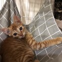 ちゃとら子猫 No.2
