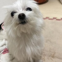 メジロ