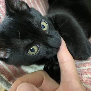 魅惑のムチムチボディ★おはぎちゃん
