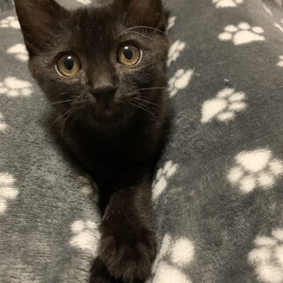 甘えん坊のあずきちゃん♡ブラックスモーク