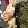 茶トラの兄妹 サムネイル2