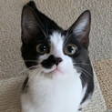 保護主さんがそのまま飼うことになりました。