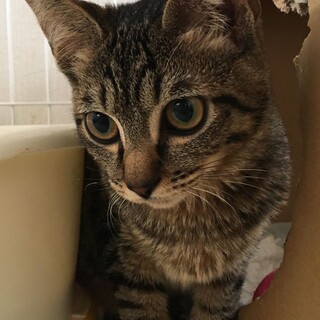 瞳が素敵　リン　ありがとうございました。