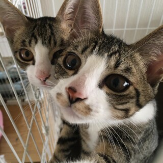 もち　ありがとうございました。