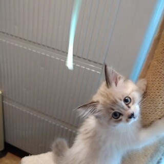 ふあモフ毛長子猫　１匹飼い希望