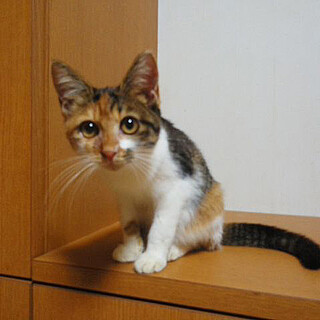 縞三毛「ねね」ちゃん里親様募集