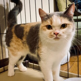 怖がりだけど甘えるのも好きなブリティッシュ♀もも