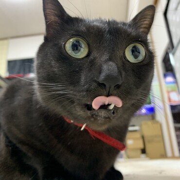 ぶさかわちゃん☺︎‬☺︎