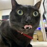 ぶさかわちゃん☺︎‬☺︎