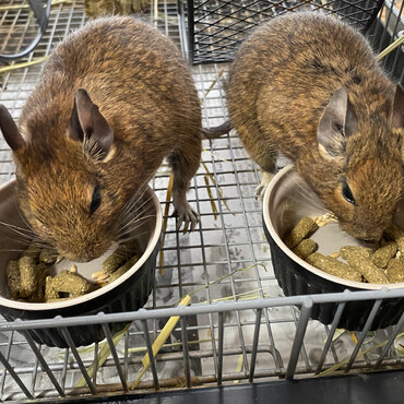 仲良し兄弟！ご飯の時間です