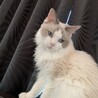 我が家のべっぴんさん