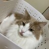 洗濯カゴからチラ？