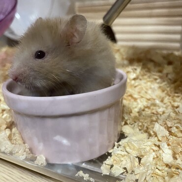 ご飯大好き！