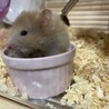 ご飯大好き！