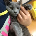 グレーの「ムック」里親様募集