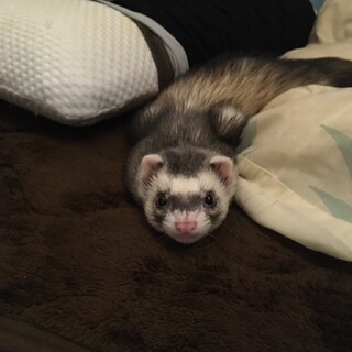 マーシャルフェレット里親募集