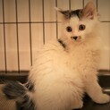 長毛　キジシロ子猫　ぽんちゃん