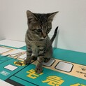 人慣れっ子、キジトラ君。
