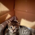 家族にしてあげてください。